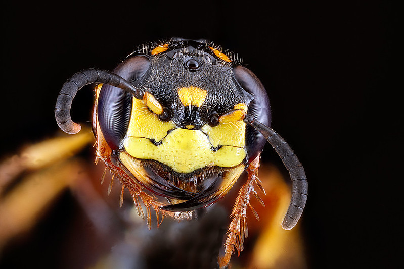A close up of a beewolf's face.