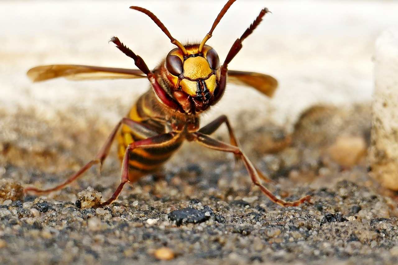 a hornet looking excited, with its two forelegs above its head, as if happy