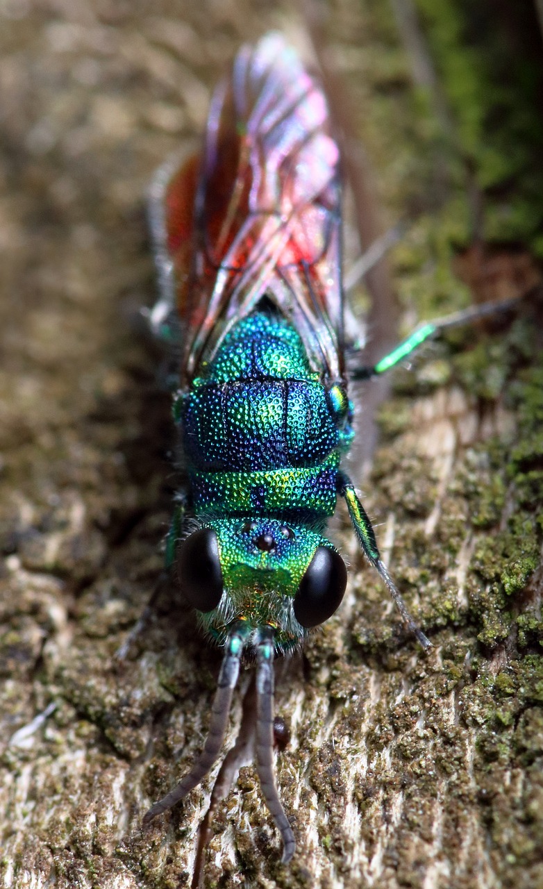 A ruby tailed wasp.